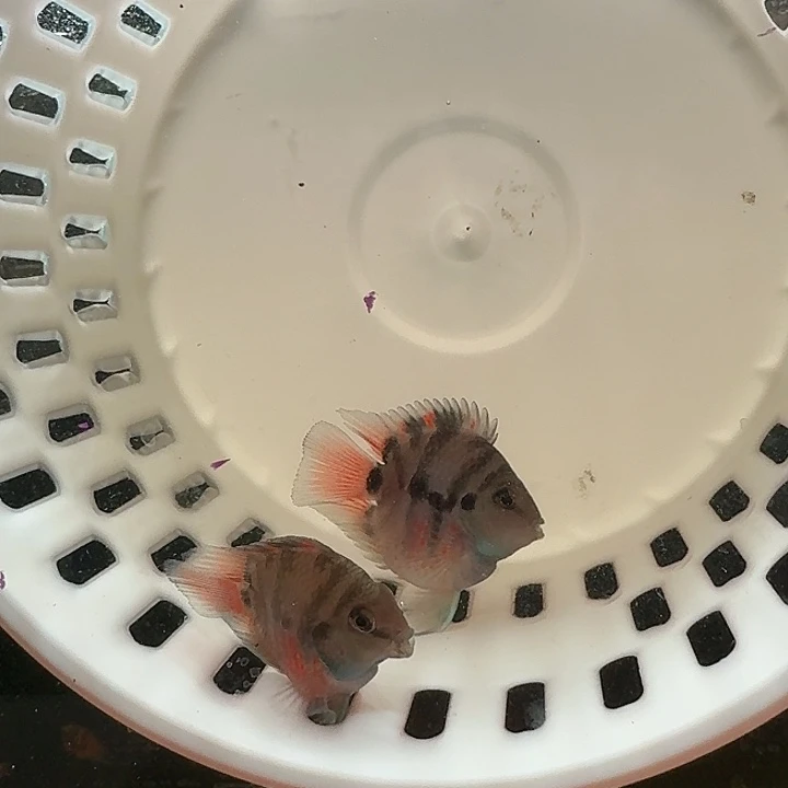 鹦鹉鱼迷你鹦鹉鱼