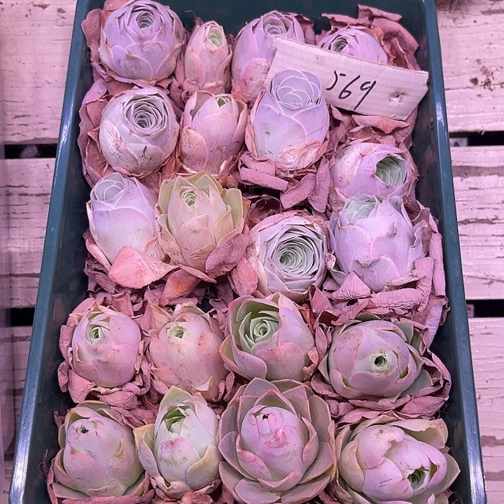 山地玫瑰569号，一物一拍20颗