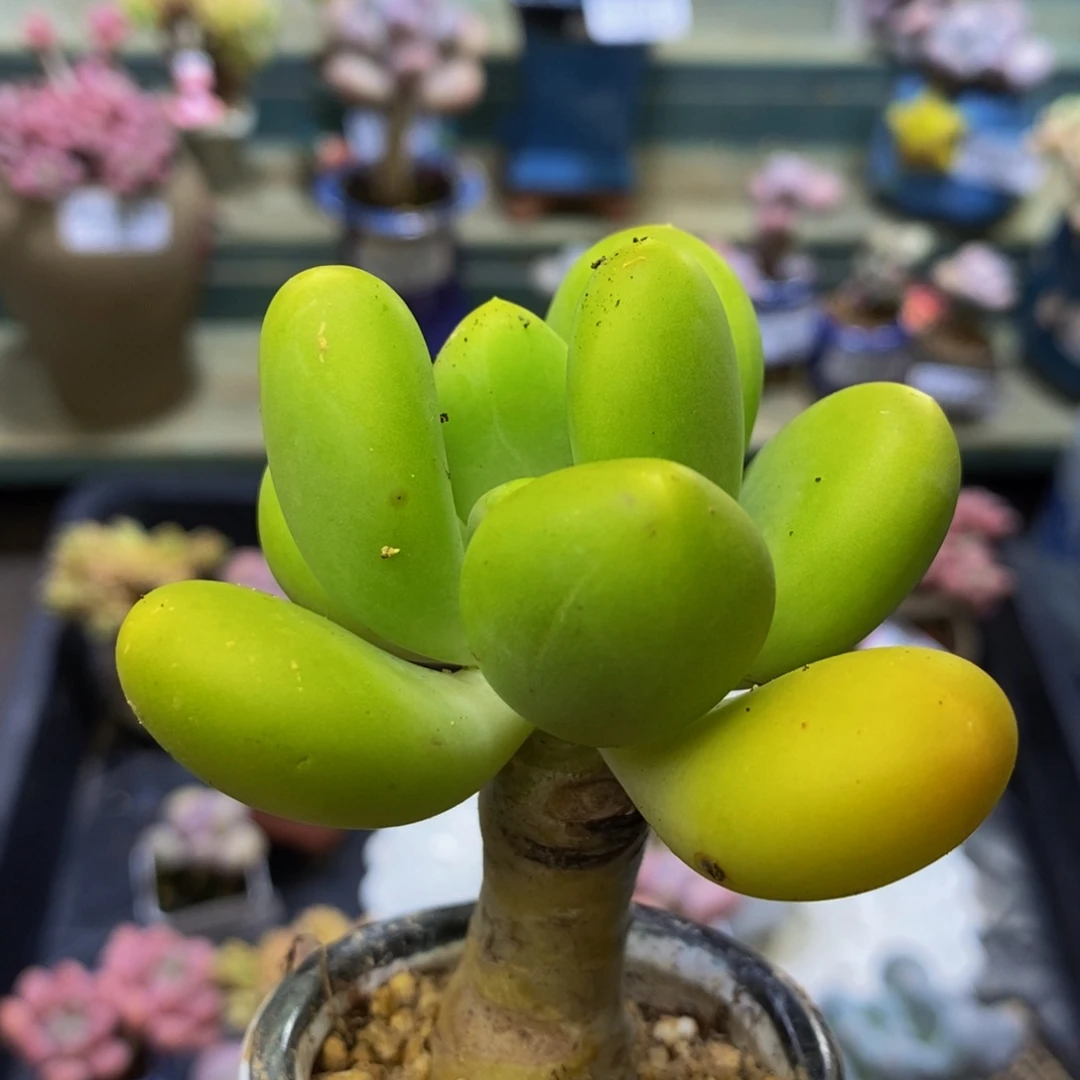 932 芒果奶金蟾6 厘米