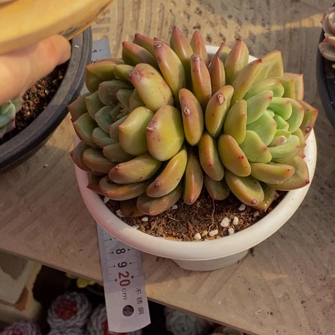 仪****店48包邮一物一拍多肉植物