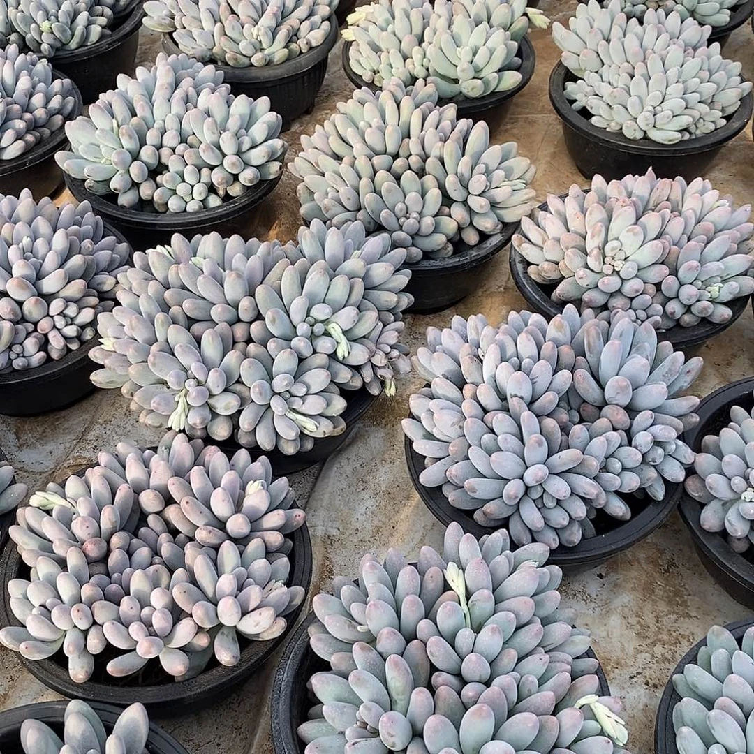 一组5个，自然群，46464994