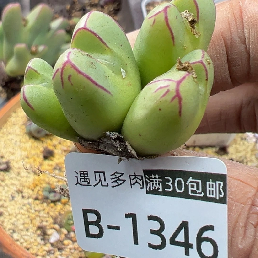 多肉植物1111111111111