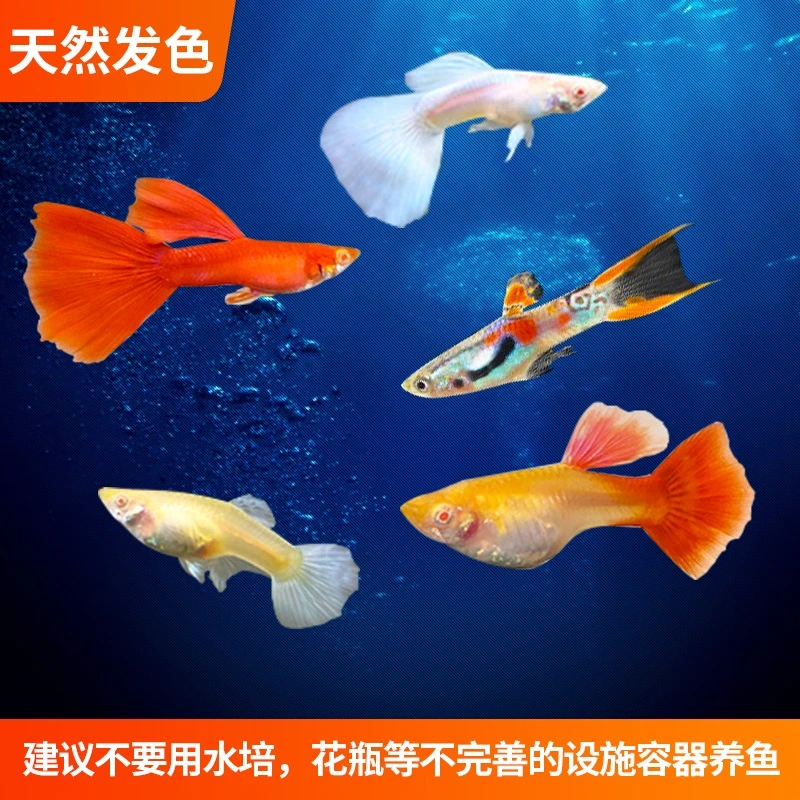 热带观赏孔雀鱼活体观赏鱼淡水小型好养巴西红冰蓝大耳斑马鱼小鱼