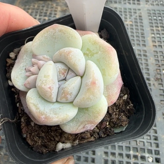 288冰玉一物一拍多肉