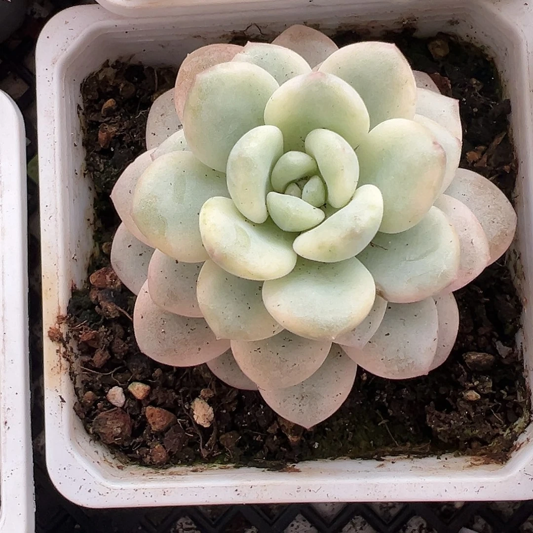 白马香水锦多肉植物