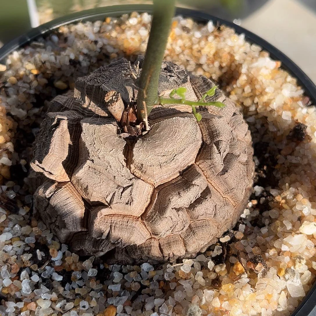 D***_精品深裂大甲南非龟，福利