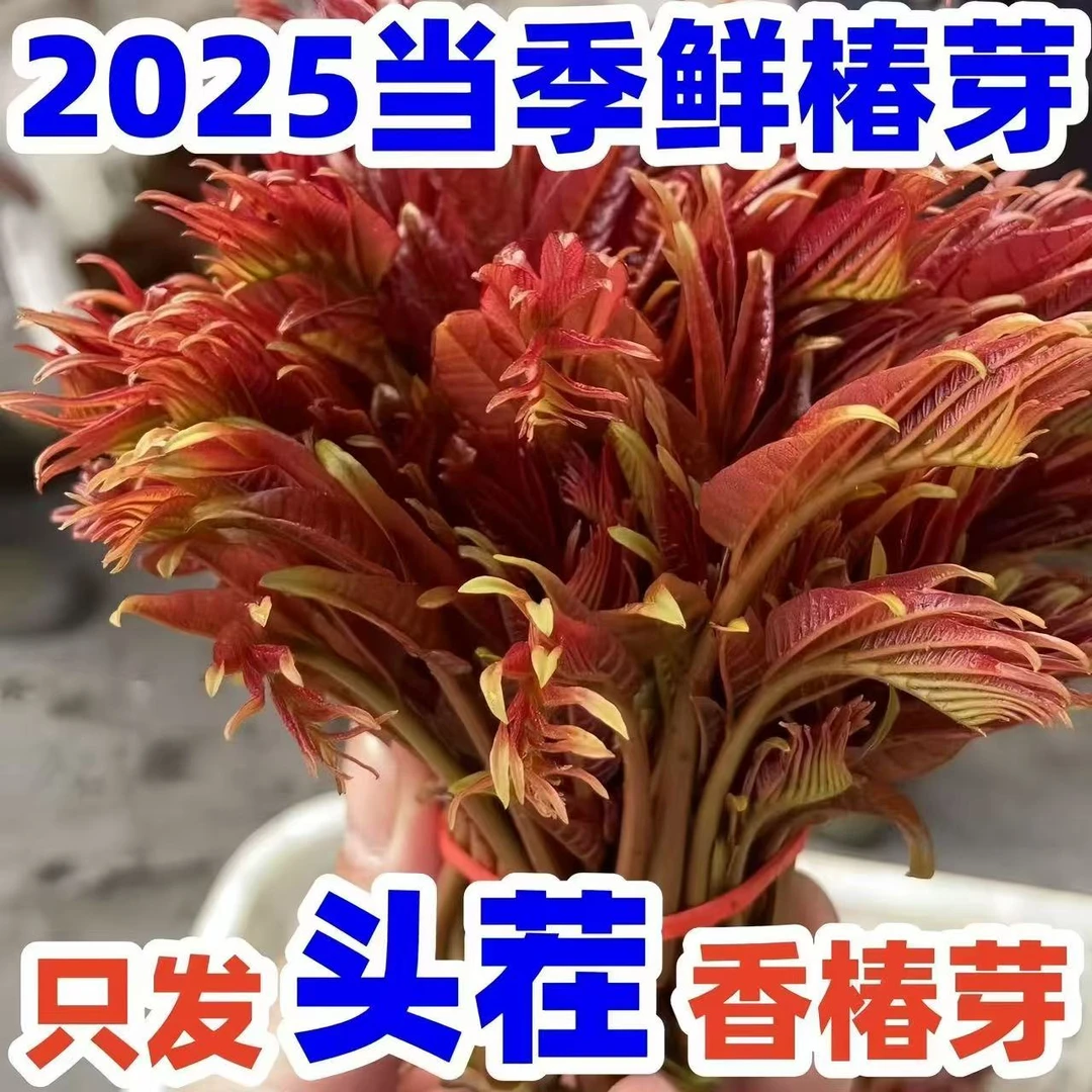 【顺丰包邮】2025年河南头茬红油香椿芽新鲜发货现采现摘露天香椿头