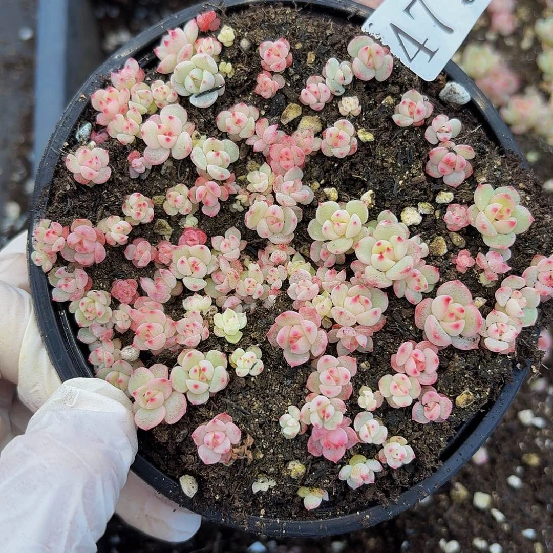 多肉植物多肉植物479