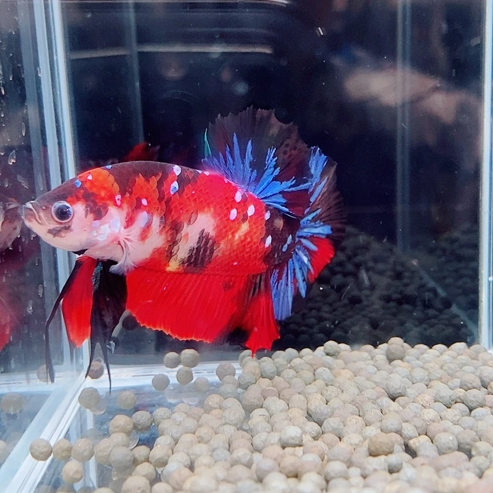 幸***运斗鱼黑229号judiyjj。