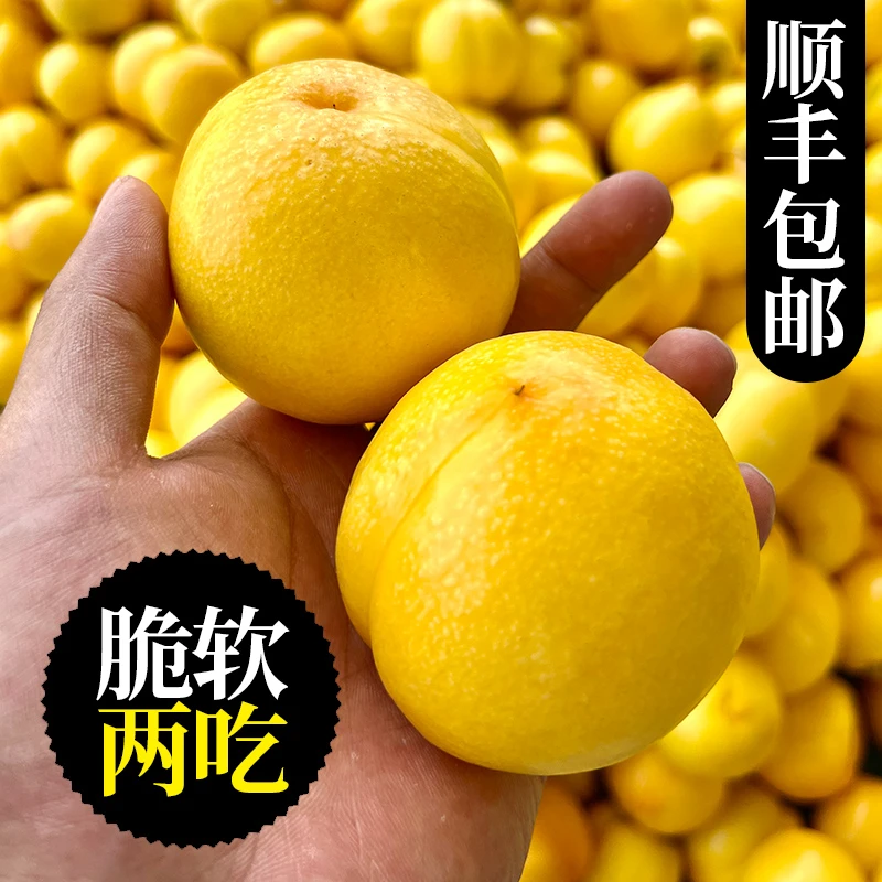 芒果油桃山东蒙阴新鲜水果当季孕妇脆甜黄金桃子4斤露天桃