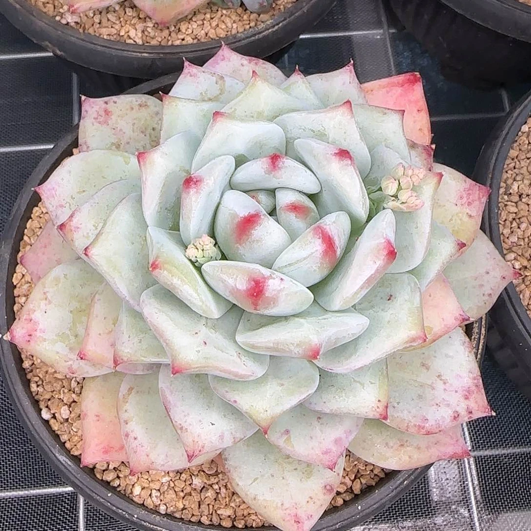 从前慢花园精选祖母绿