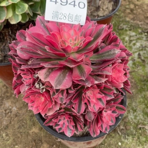 女巫多肉多肉4940