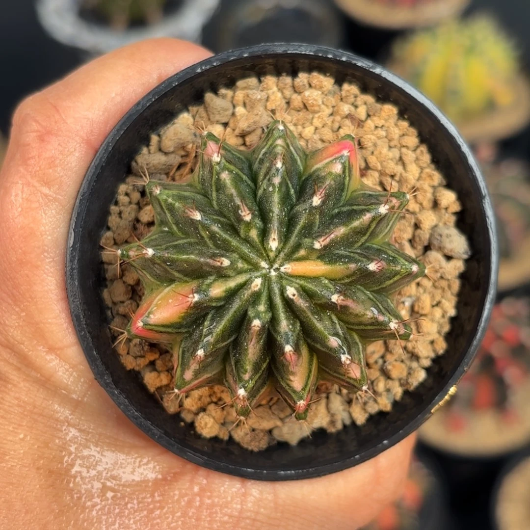 泰系米哈13棱仙人球209