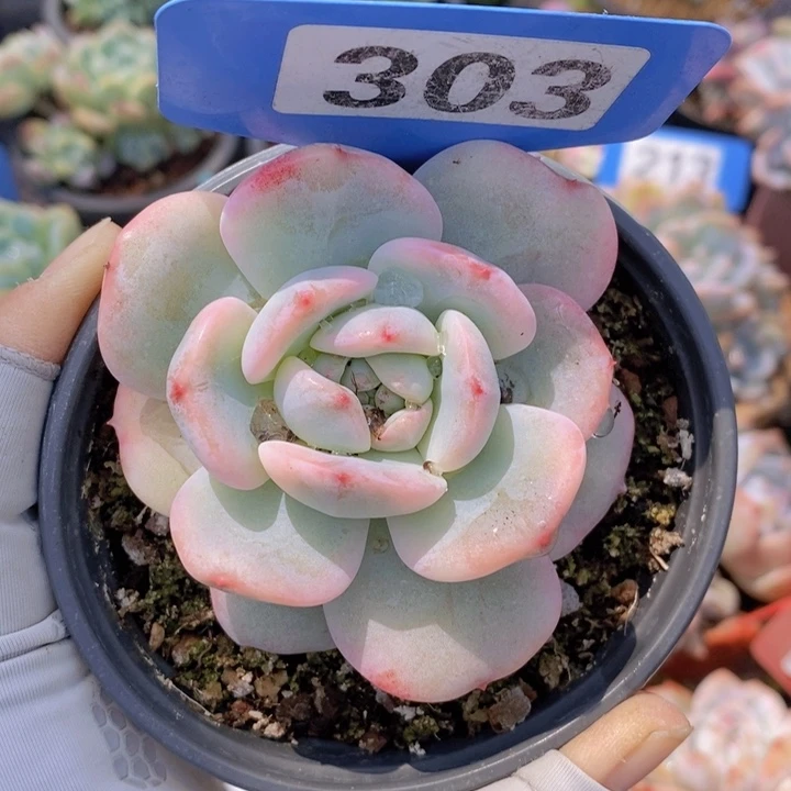 303号星影副轮锦11111