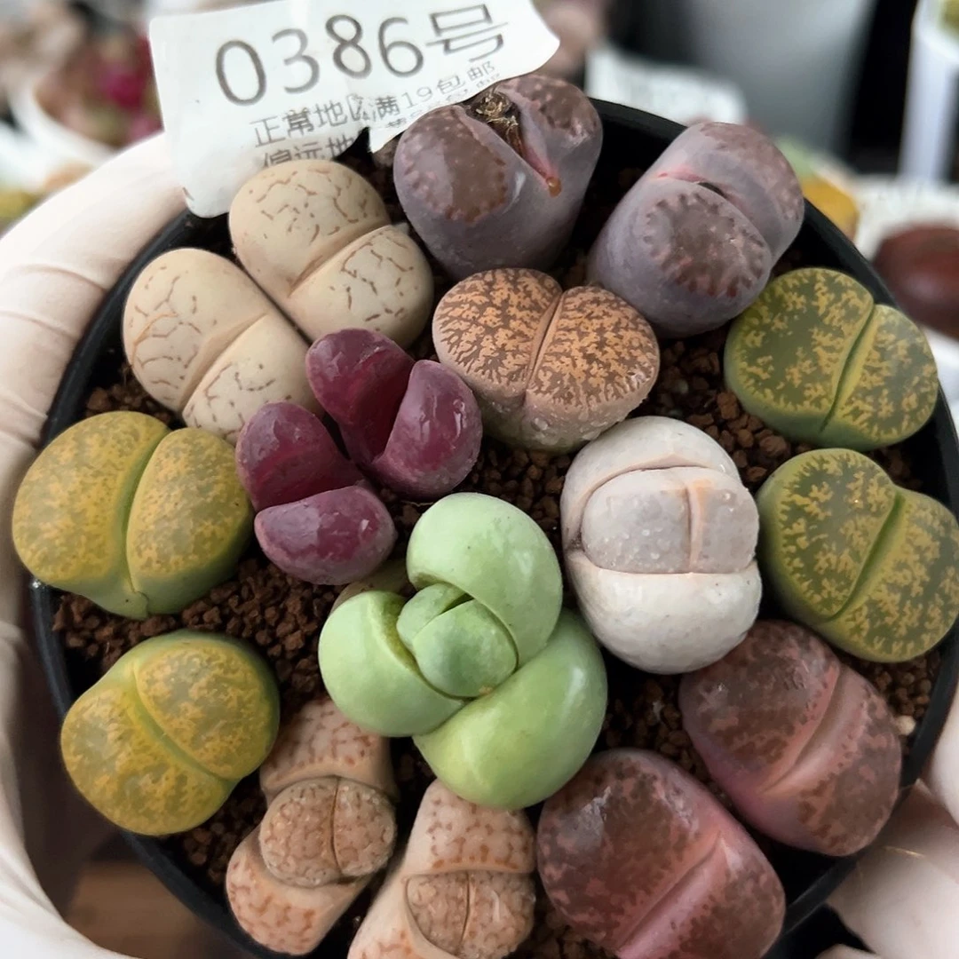 好养易活生石花大母本0386