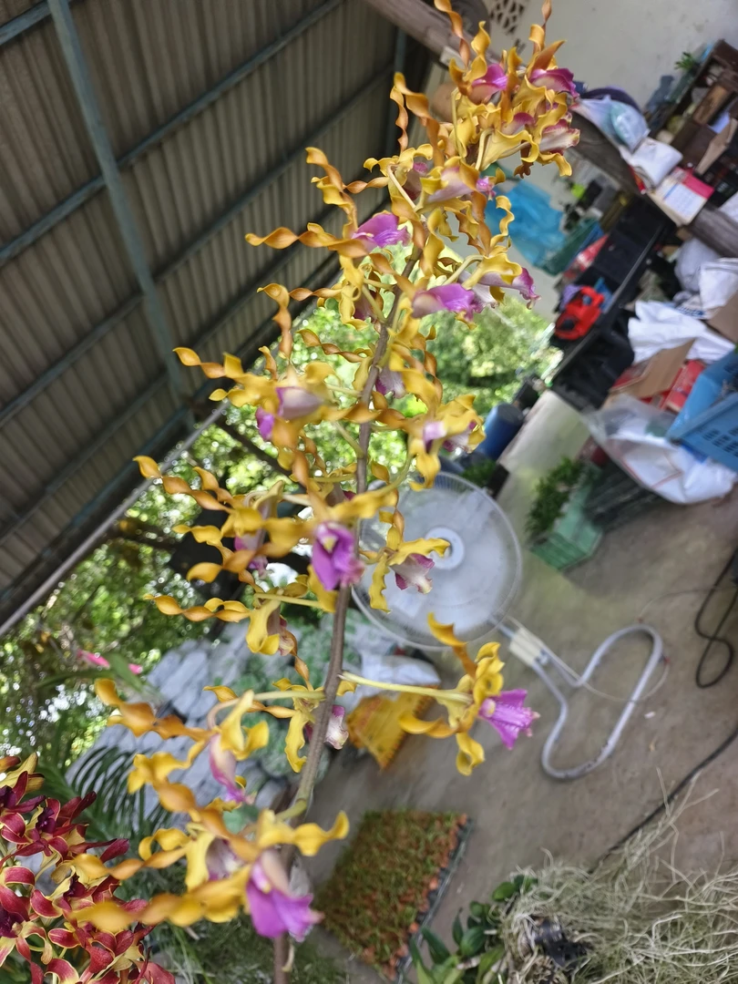 预售｜泰秋花苗金色紫舌1颗