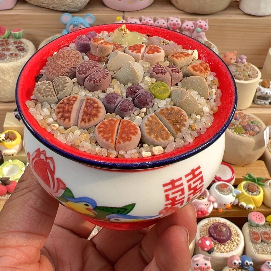 多肉植物6号彩拼带盆