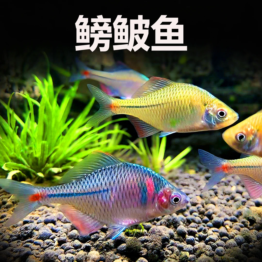 除藻清洁鳑鲏鱼观赏鱼除油膜青苔野外高体旁皮原生冷水鱼冬季混养