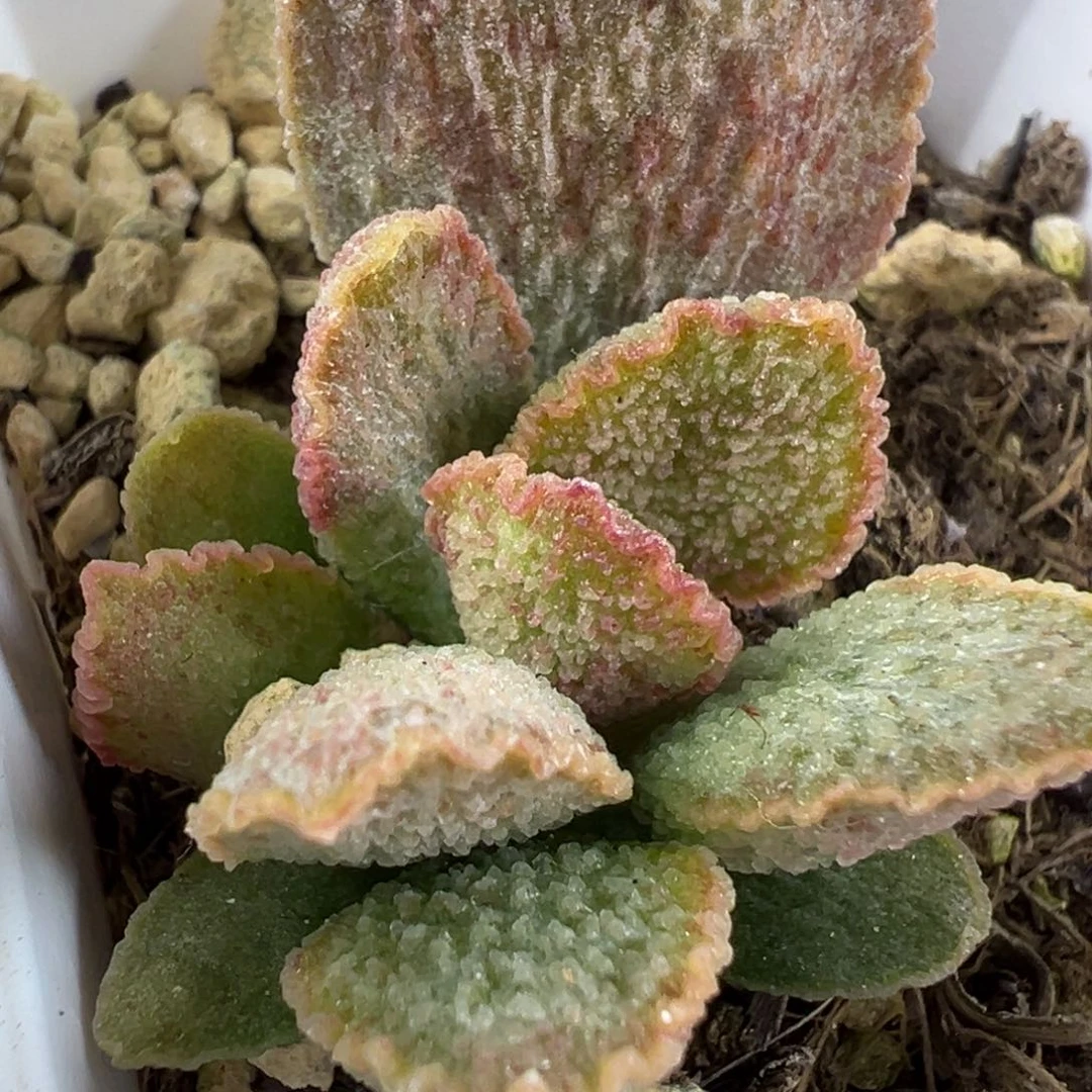 爱丽丝多肉植物水泡