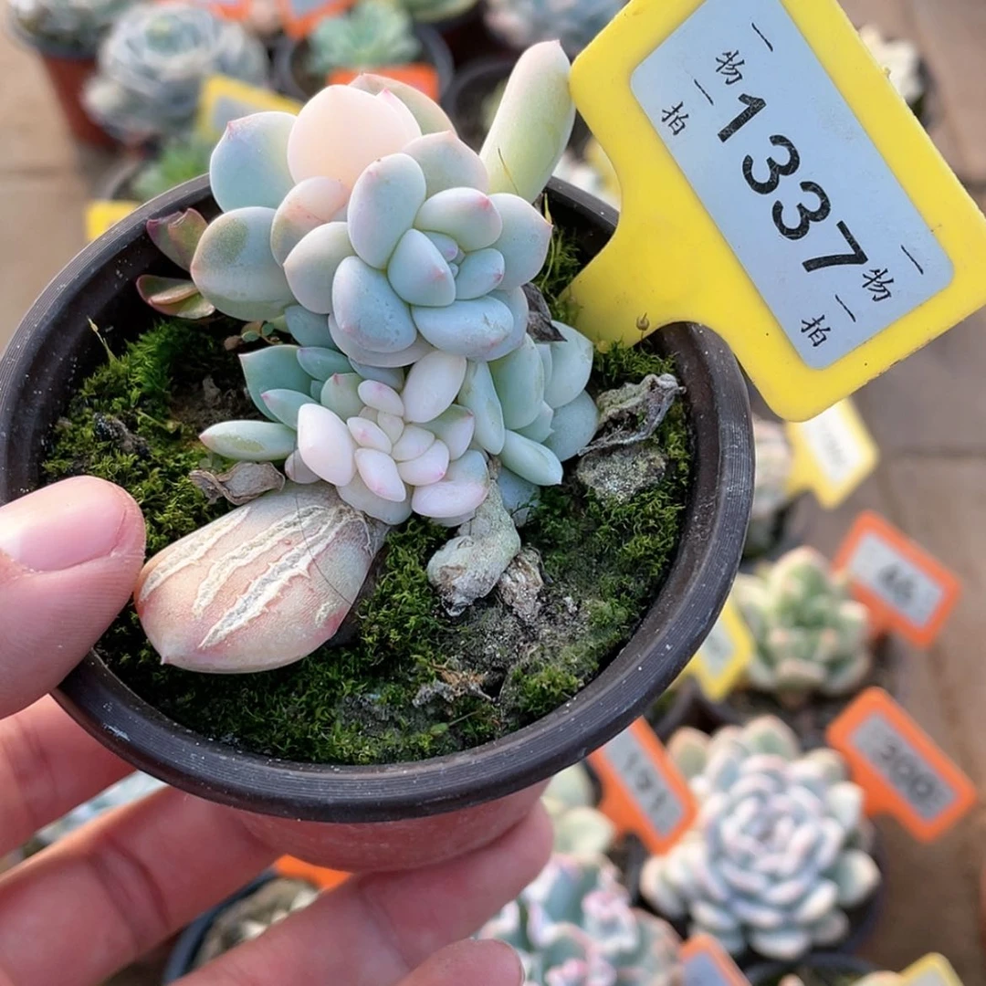 【闪购商品】1337号