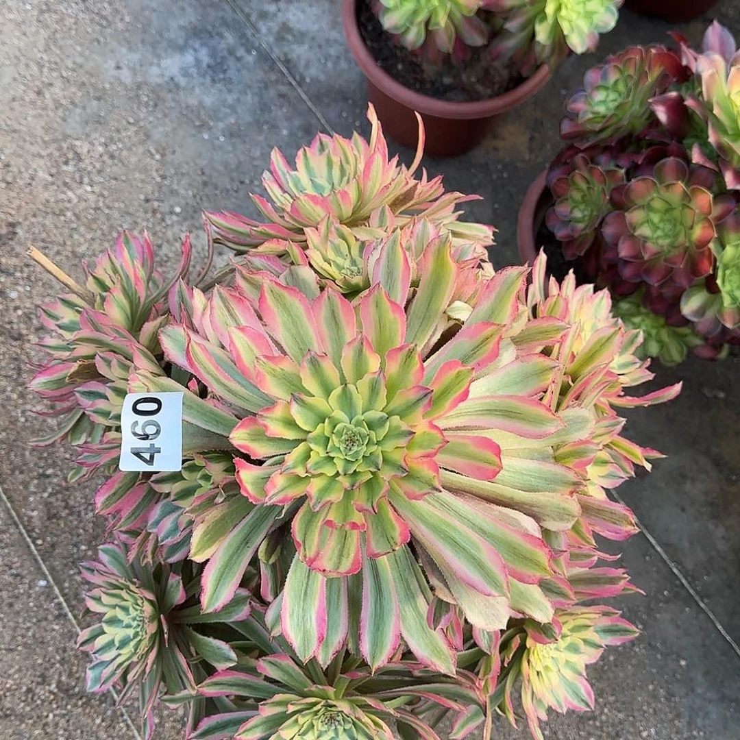 多肉植物粉钻460