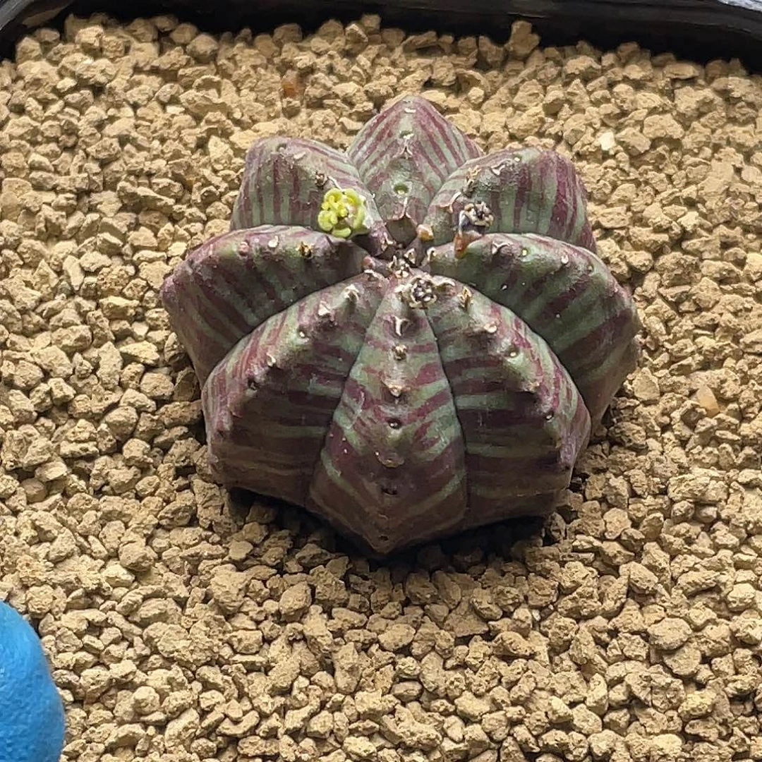 实生血纹神玉布纹球仙人球