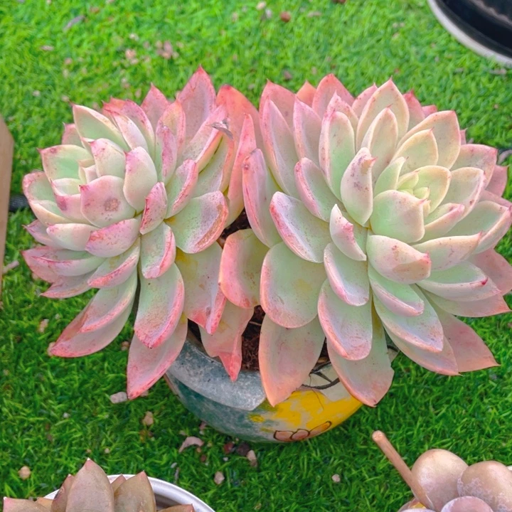 谢谢你的支持0000015.9