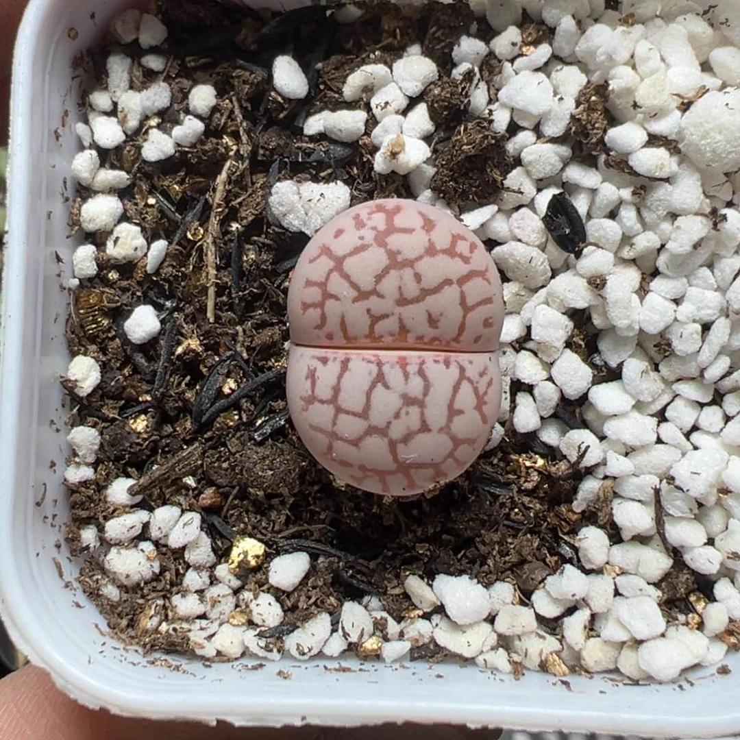 【闪购商品】540……