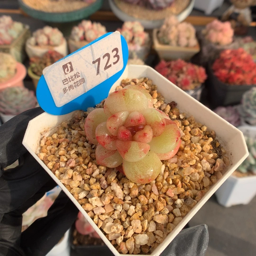 723 冰玉石化多肉