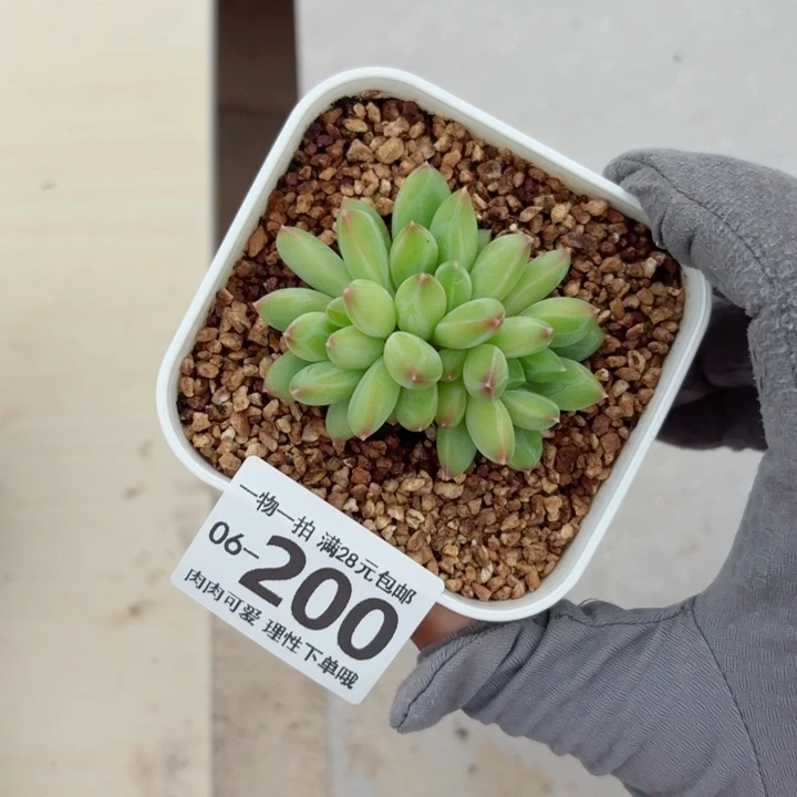 胖体青花瓷多肉无盆土发货