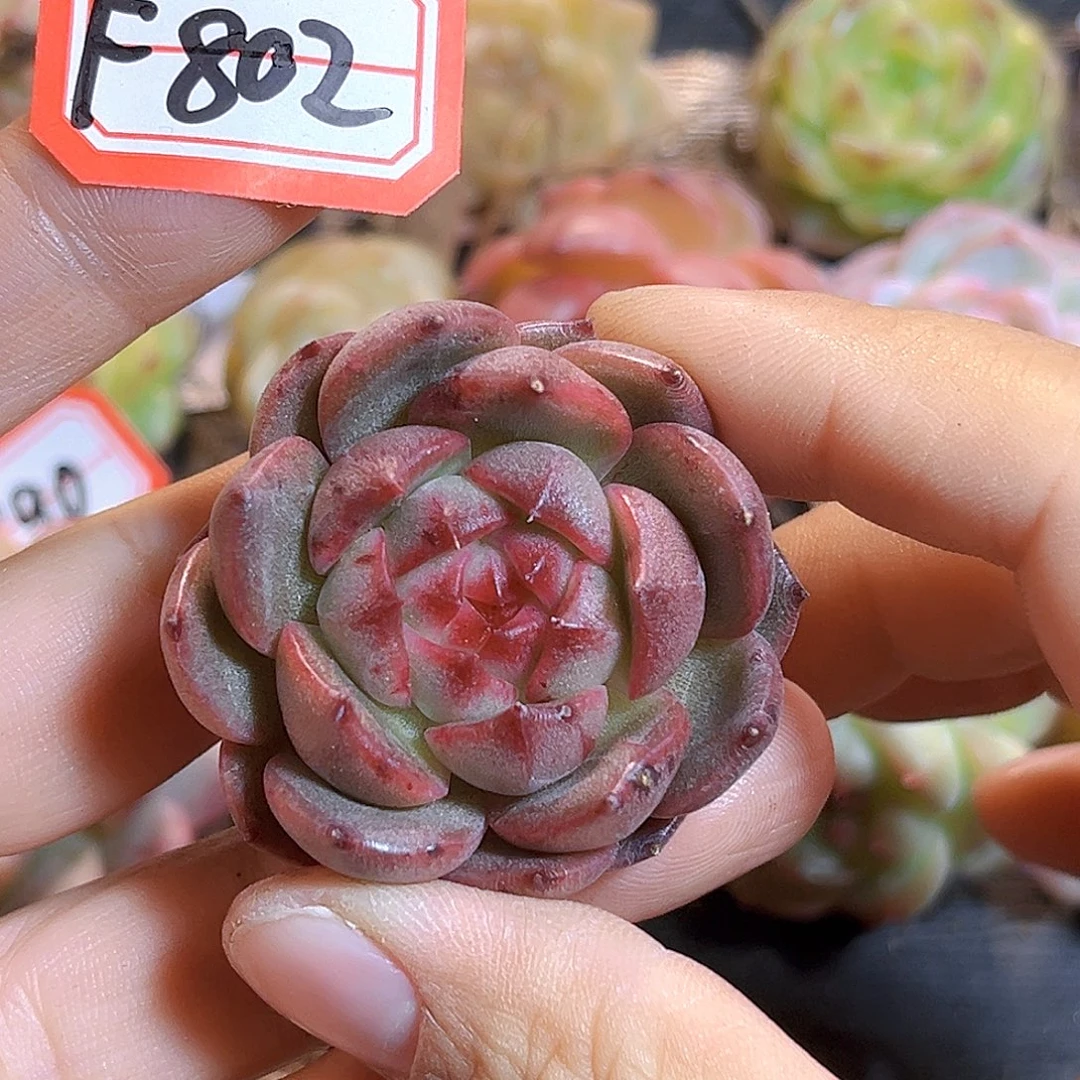 F892一物一拍 魔兽