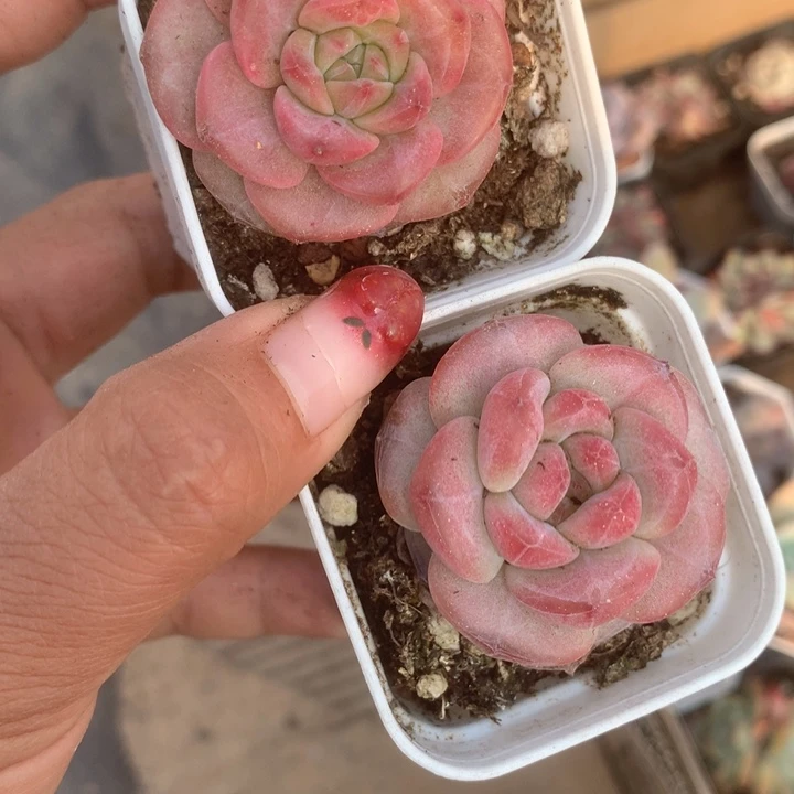 昭君。（满9.99包邮不满9.99发空盆）