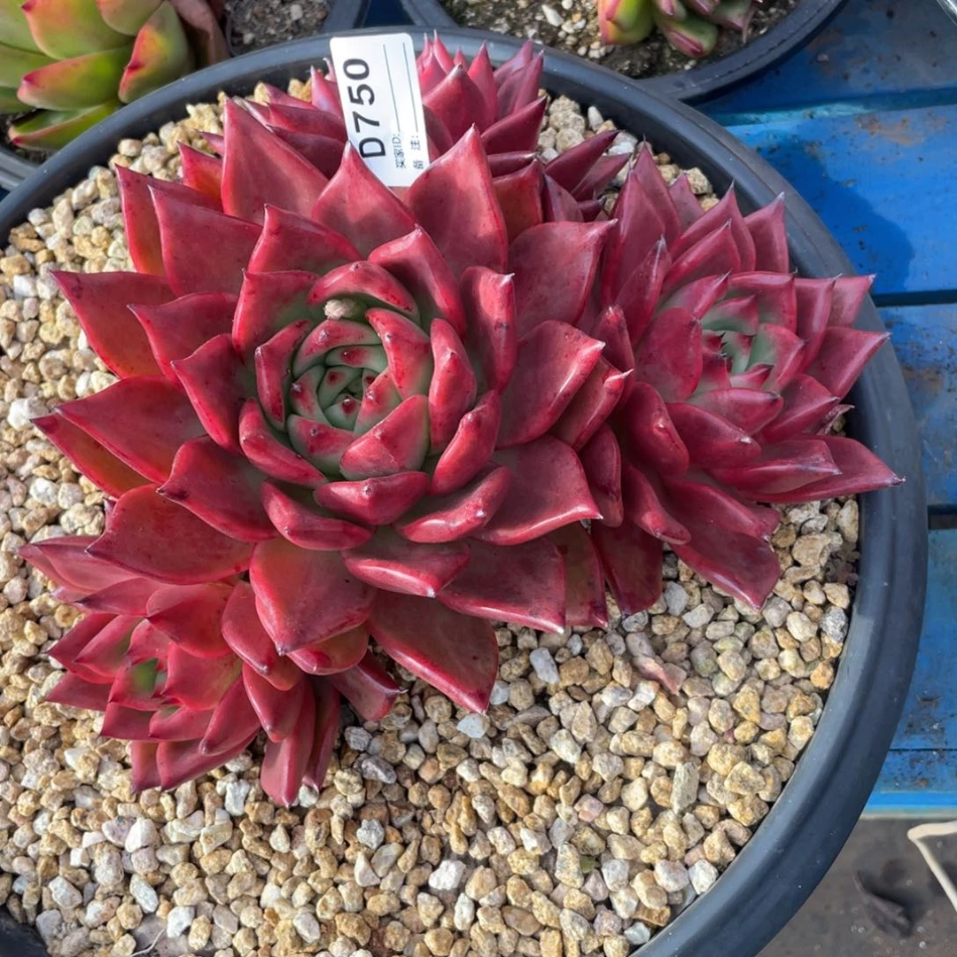 无花朵若如东云组拍D750