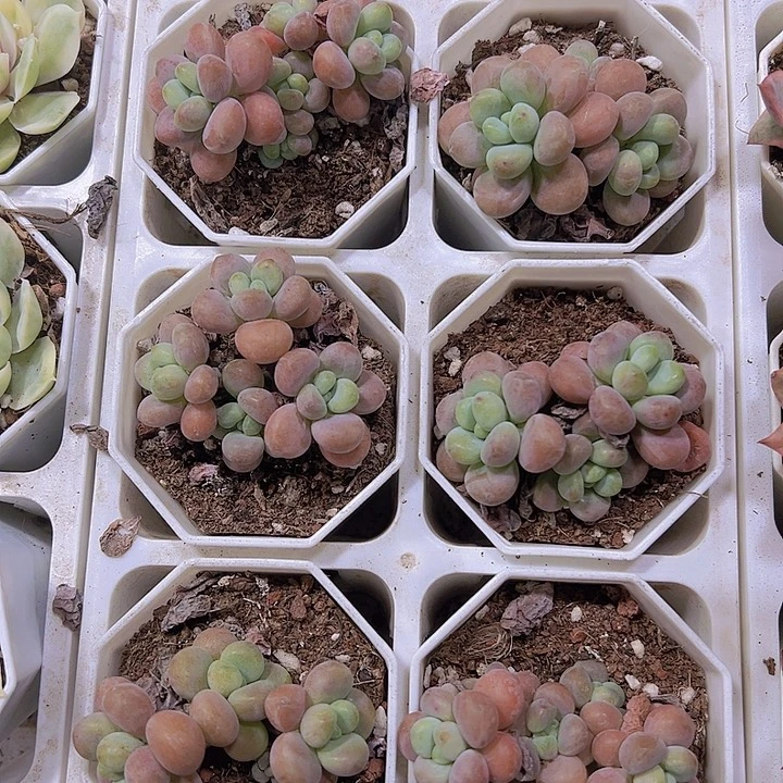 鱼子酱19包邮多肉植物