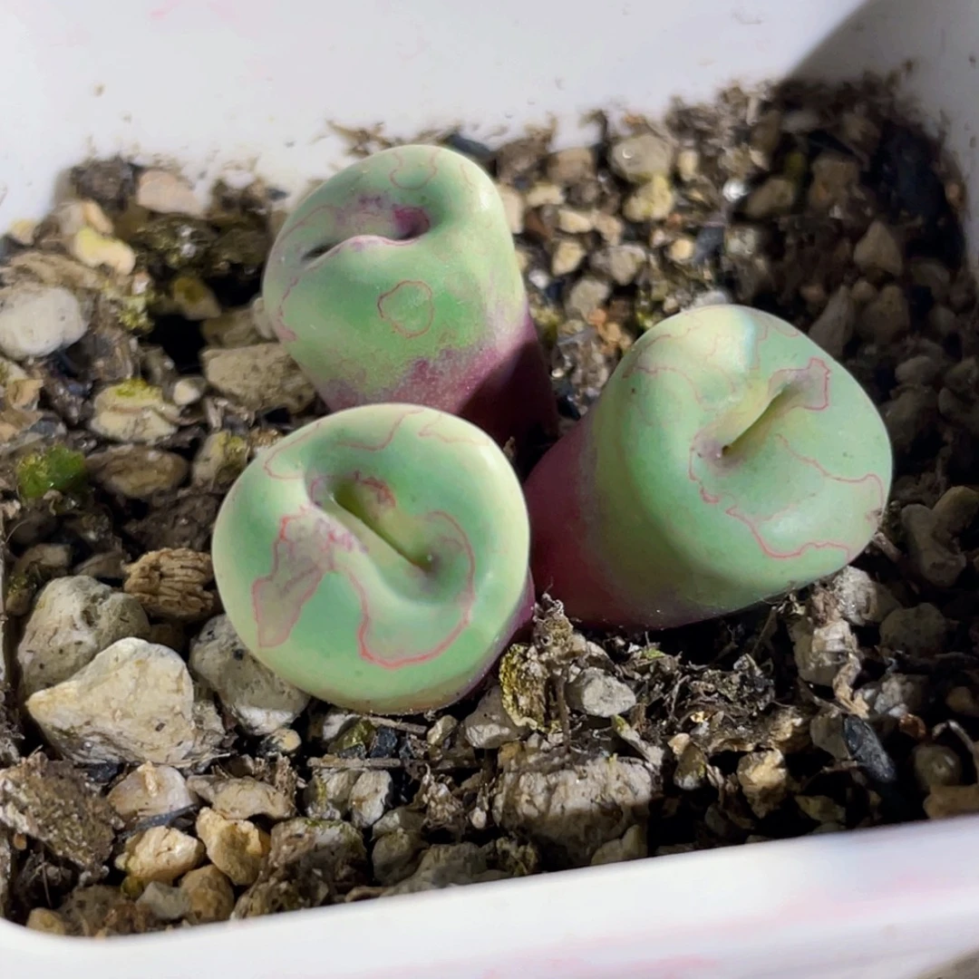 比特嘟嘟嘴植物一物一拍