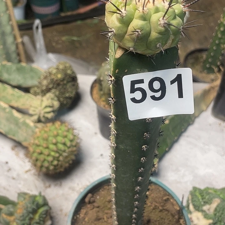 完全开放591黑王一个