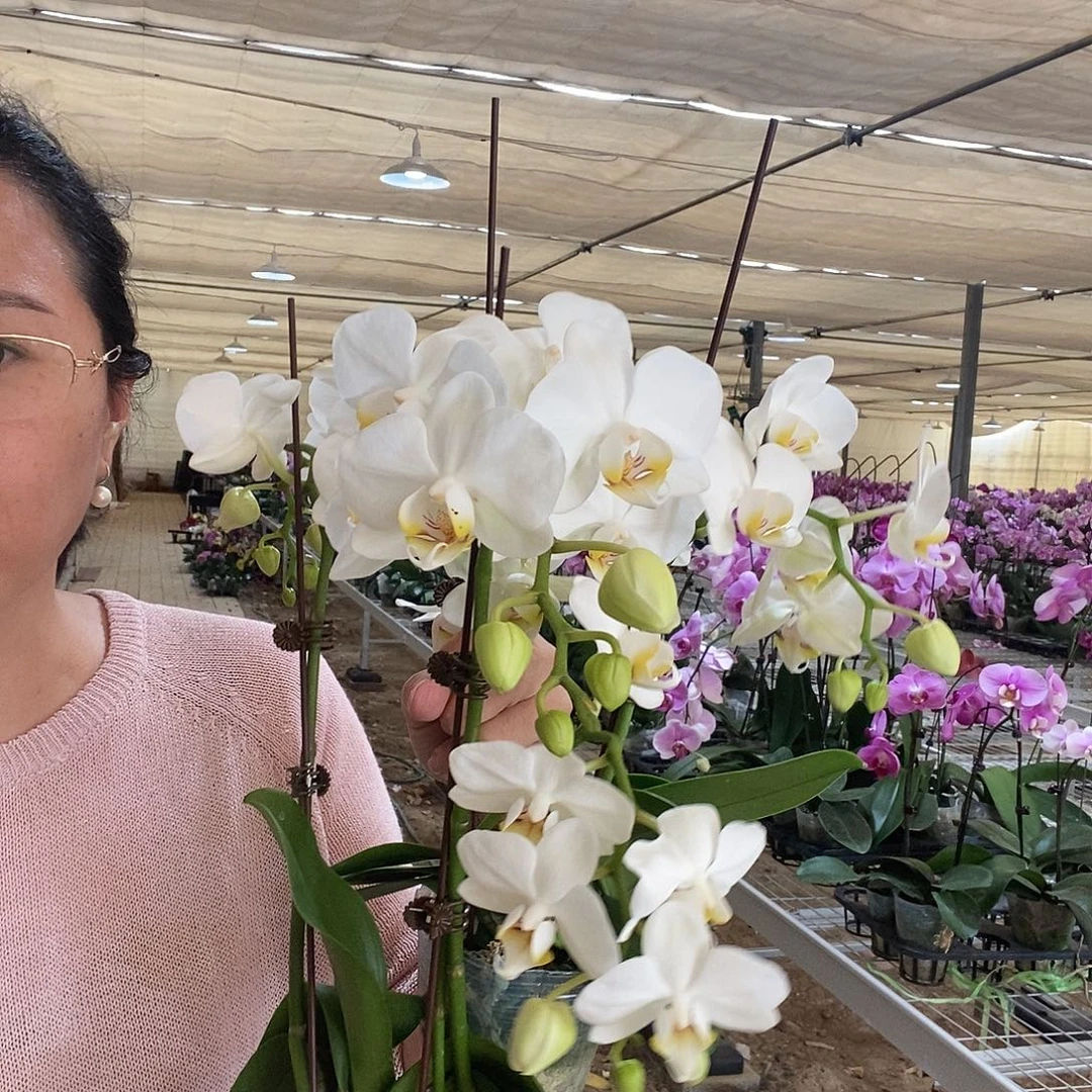 完全开放小白花3剑两颗组合