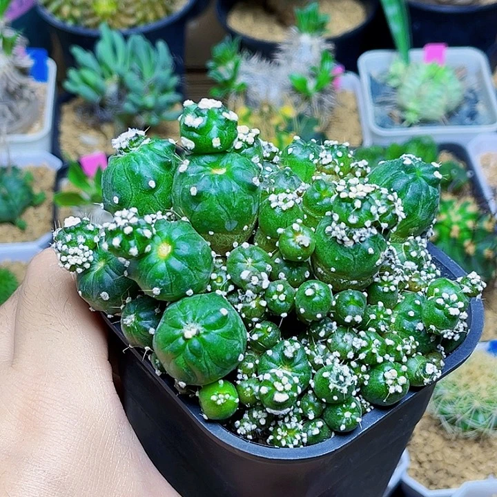 苹果石化群一颗一颗的