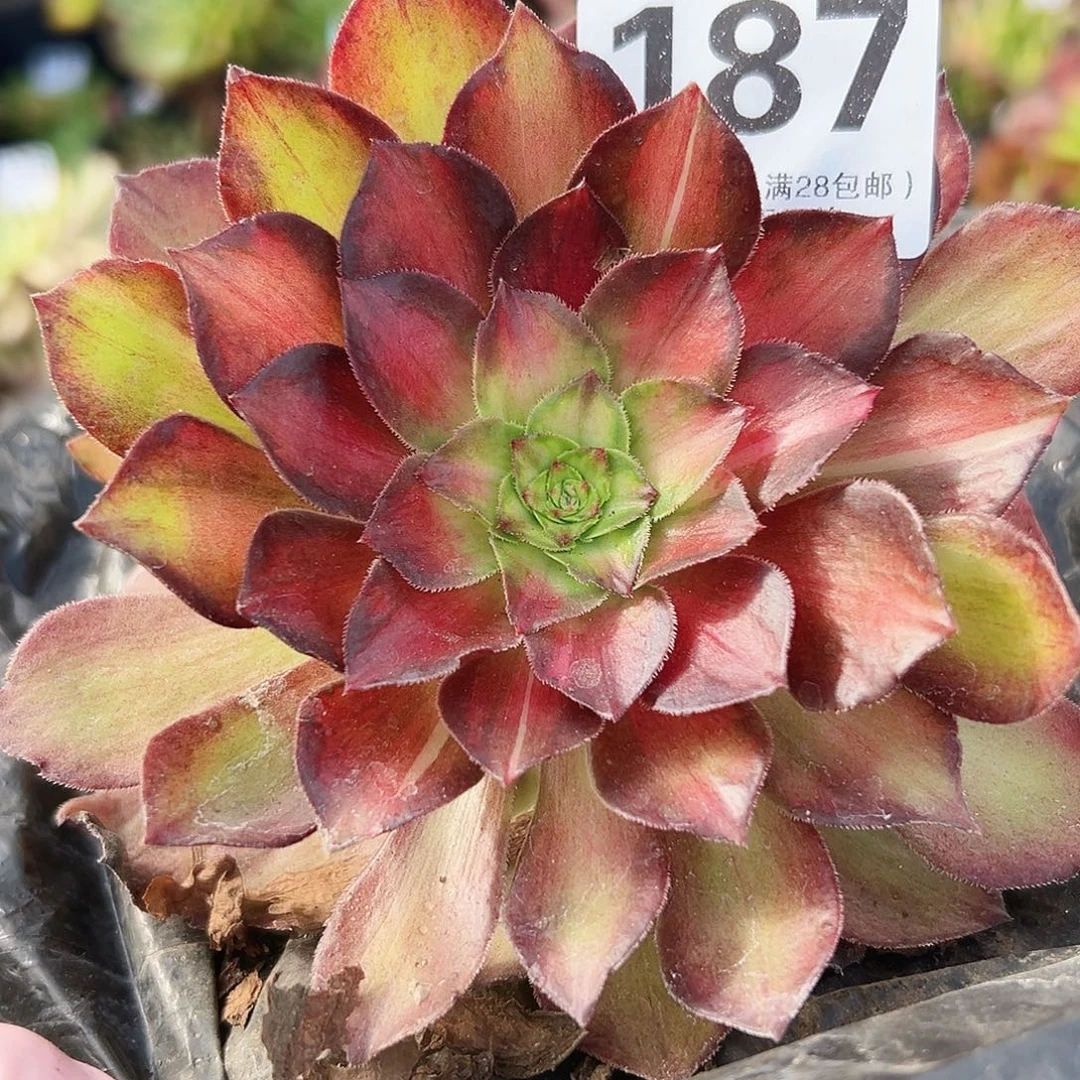 多肉植物多肉植物187