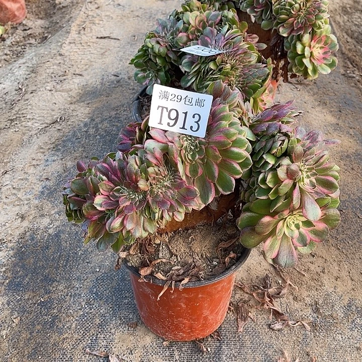 旅***1913荔枝缀   多肉植物