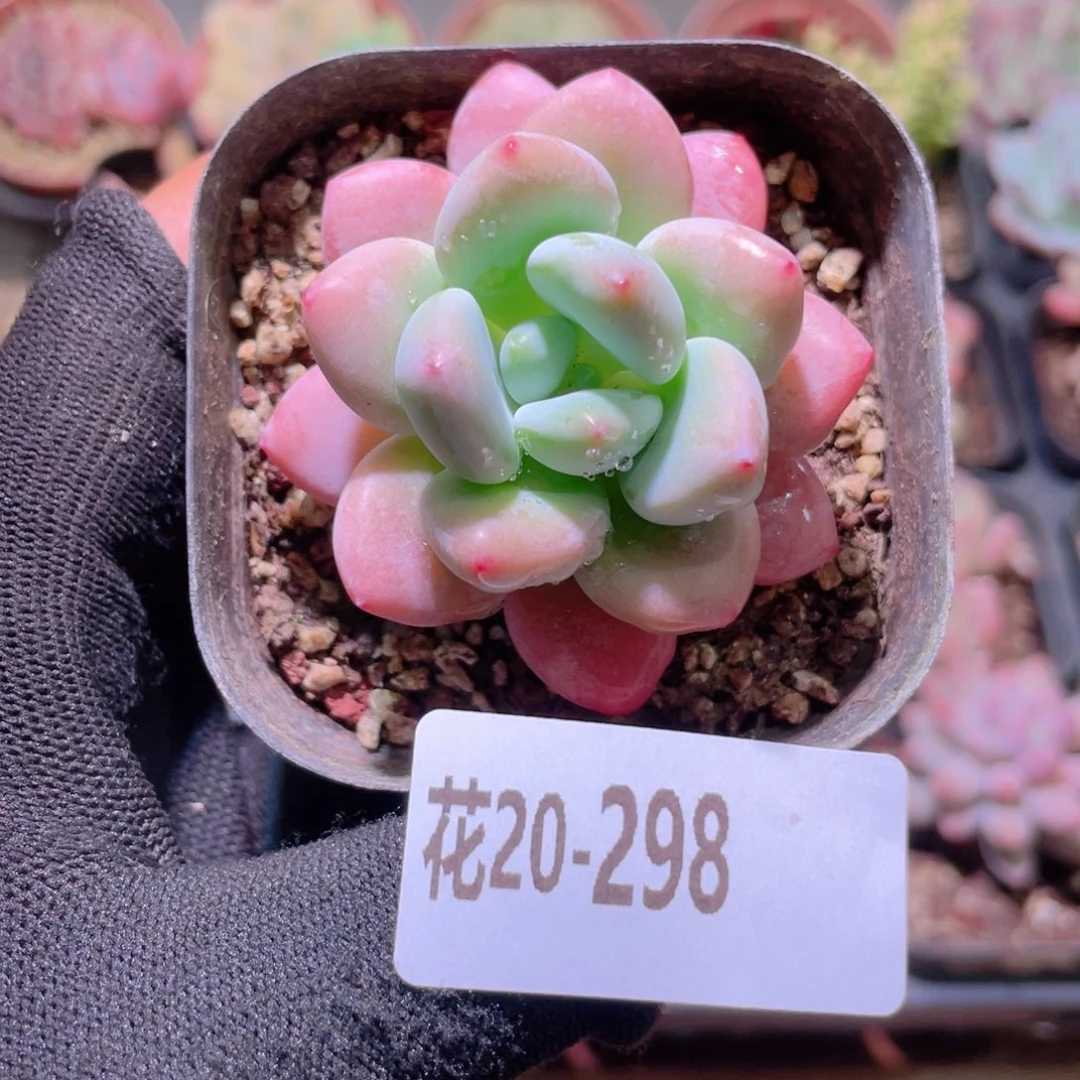 花利美20-298洛神