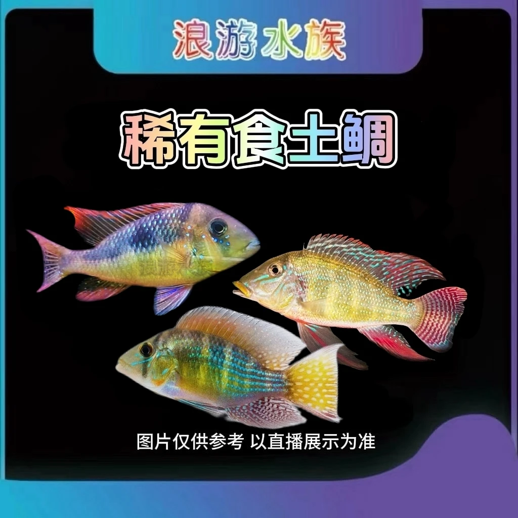普申密斯关刀 金头阿莲卡 黄金鹅头七彩鹅头南美食土鲷热带观赏鱼