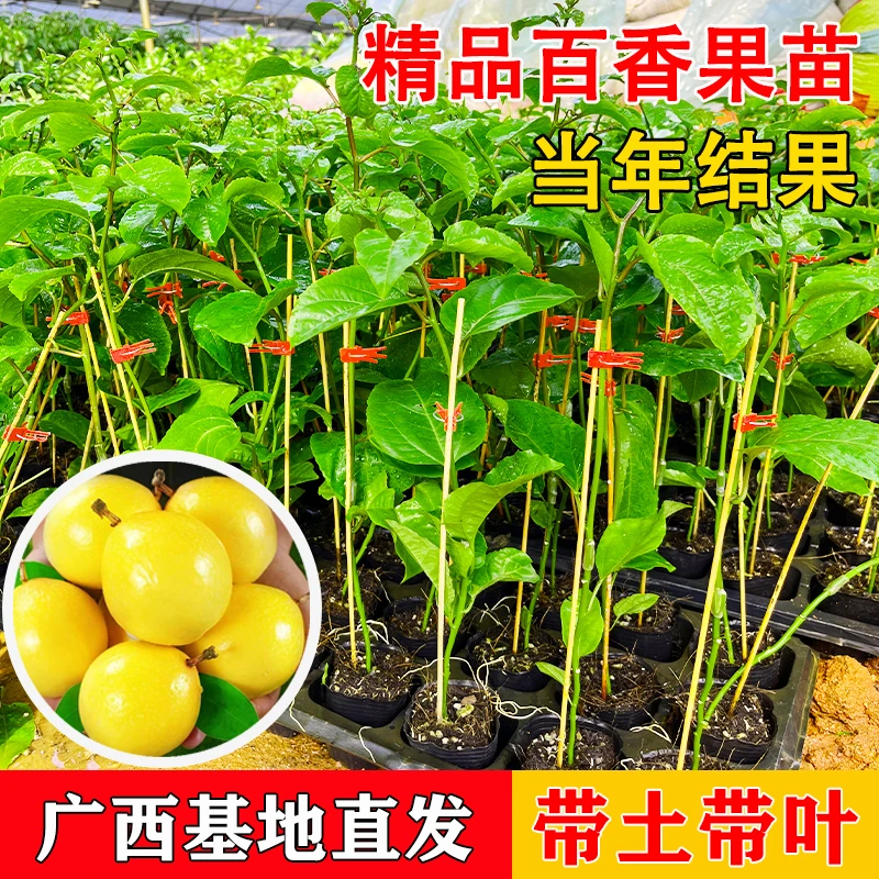 黄金百香果苗南方种植四季蜂蜜当年结果九号果树阳台盆栽带土带叶