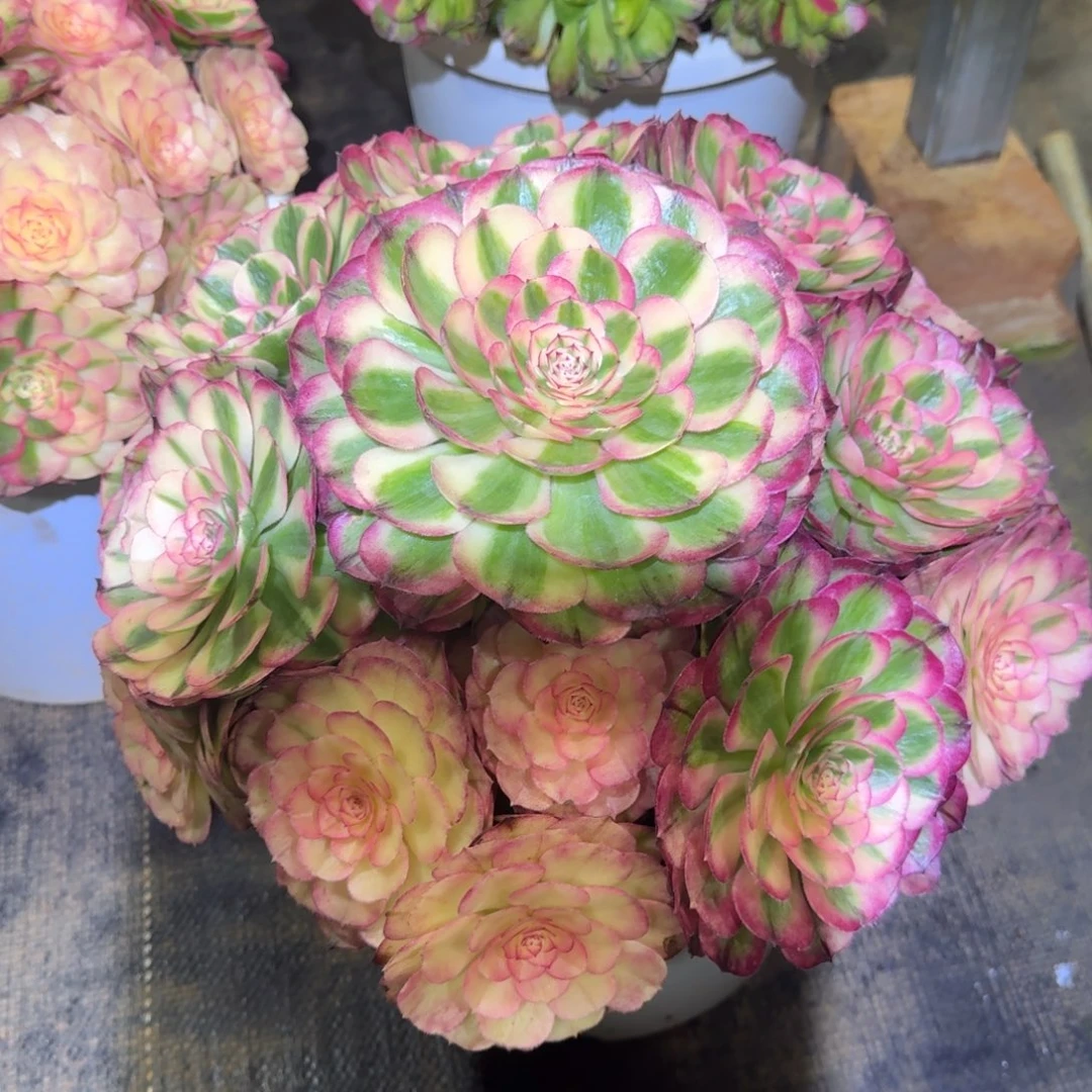 (***)dnndndxndndndn荔枝