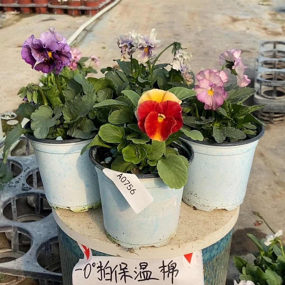 大部分花苞少量开放756
