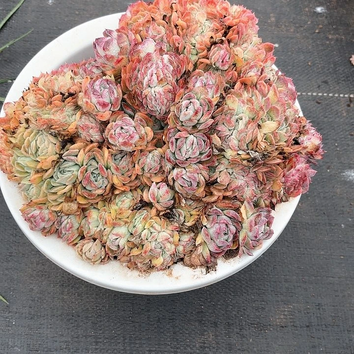 多肉植物,月影缀