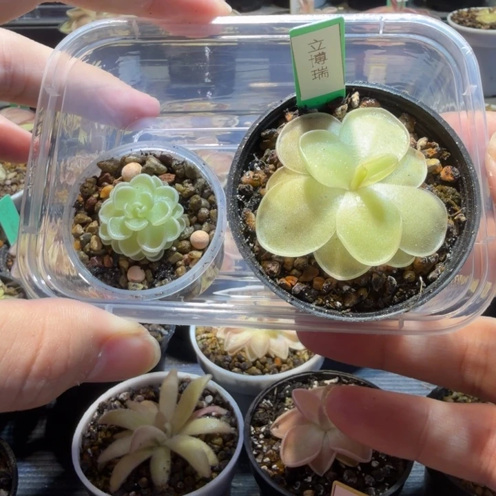 不***啡无花朵捕虫堇脱土发爱丝立博瑞88046