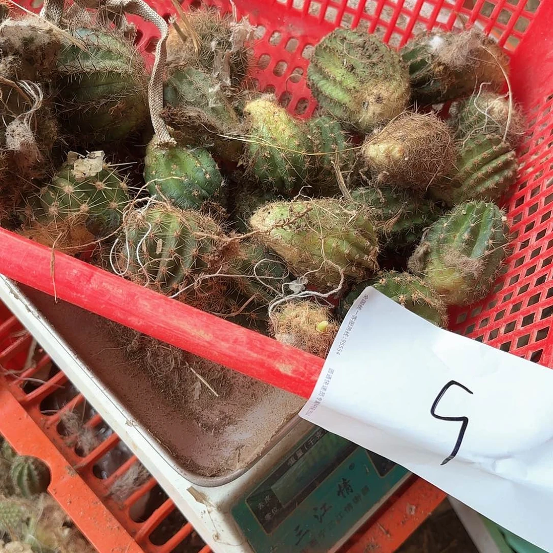 用****49 混品侧牙瑕笔无售后