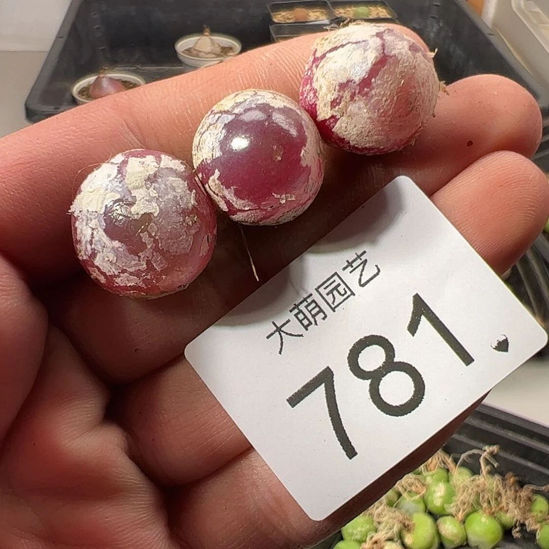 一物一拍。         781