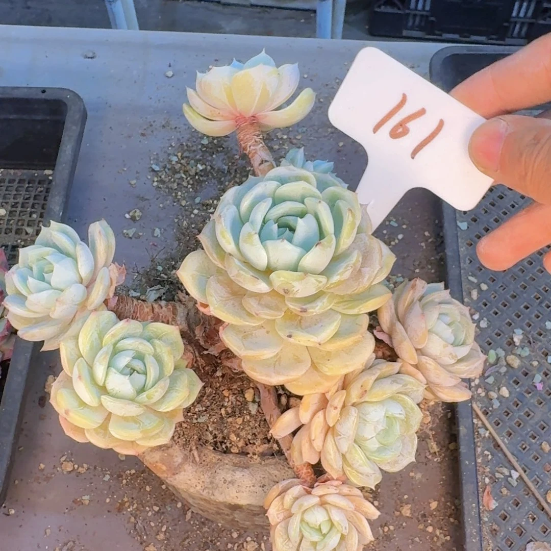 多肉植物的生长发育和